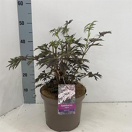 Sambucus nigra Black Lace Pot 5 Liter 30 - 40 cm