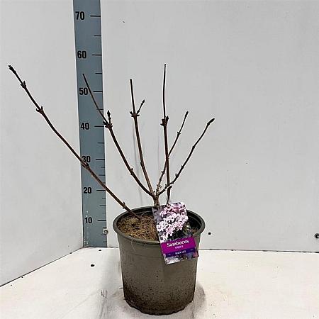 Sambucus nigra Black Lace Pot 5 Liter 30 - 40 cm