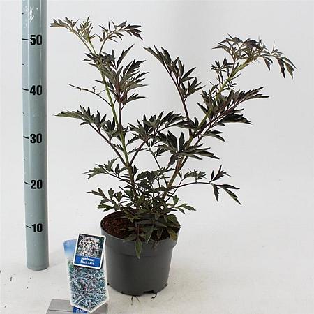 Sambucus nigra Black Lace Pot 2 Liter30 - 40 cm