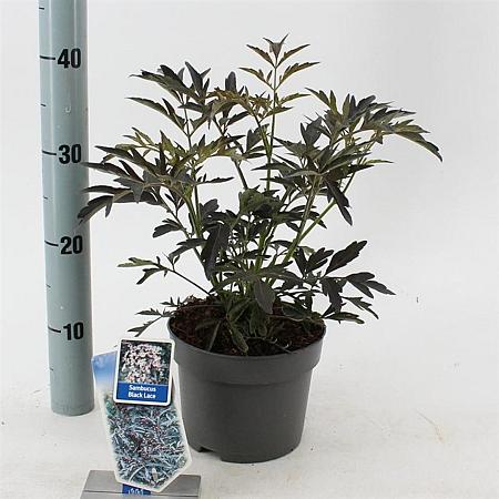 Sambucus nigra Black Lace Pot 2 Liter30 - 40 cm