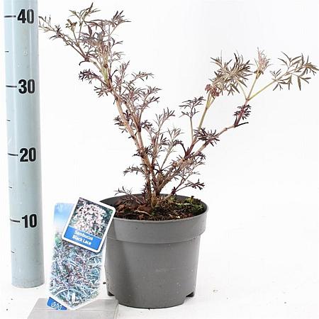 Sambucus nigra Black Lace Pot 2 Liter30 - 40 cm