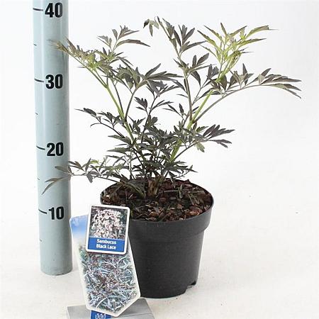 Sambucus nigra Black Lace Pot 2 Liter30 - 40 cm