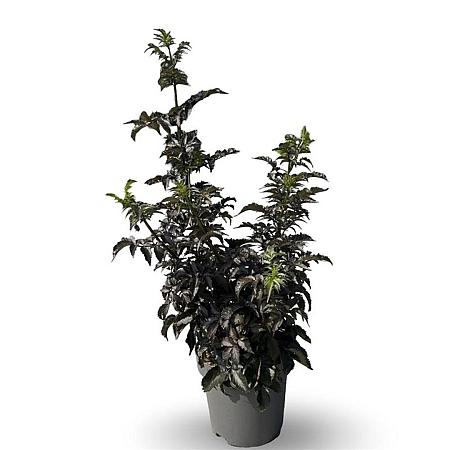 Sambucus nigra Black Tower Pot 12 liter 80 - 100 cm