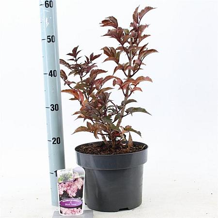 Sambucus nigra Black Tower Pot 5 Liter 30 - 40 cm
