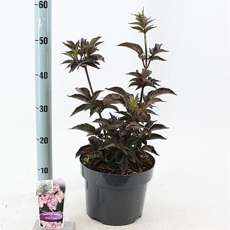 Sambucus nigra Black Tower Pot 5 Liter 30 - 40 cm