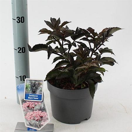 Sambucus nigra Black Tower Pot 2 liter 25-30cm