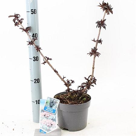 Sambucus nigra Black Tower Pot 2 liter 25-30cm
