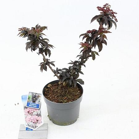 Sambucus nigra Black Tower Pot 2 liter 25-30cm
