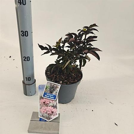 Sambucus nigra Black Tower Pot 2 liter 25-30cm