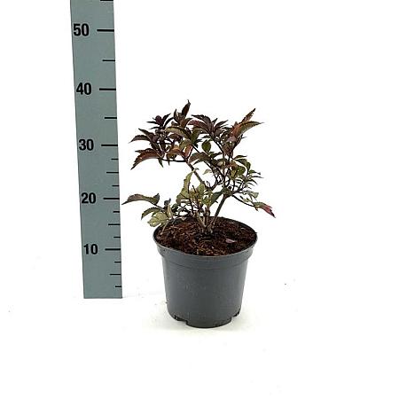 Sambucus nigra Black Tower Pot 3 liter 25-30cm