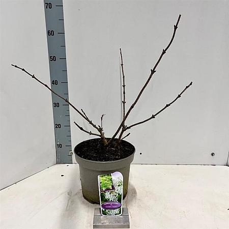 Sambucus nigra Golden Tower Pot 5 Liter 30 - 40 cm