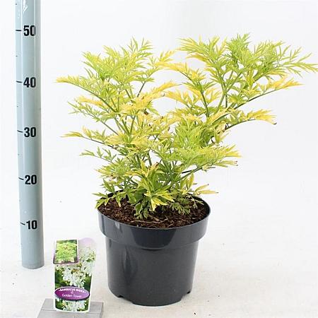 Sambucus nigra Golden Tower Pot 5 Liter 30 - 40 cm