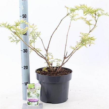 Sambucus nigra Golden Tower Pot 5 Liter 30 - 40 cm