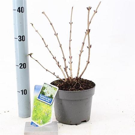 Sambucus nigra Golden Tower Pot 2 Liter30 - 40 cm