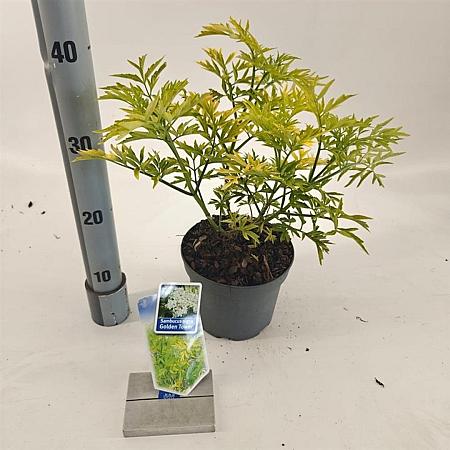 Sambucus nigra Golden Tower Pot 2 Liter30 - 40 cm