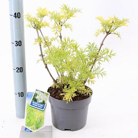 Sambucus nigra Golden Tower Pot 2 Liter30 - 40 cm