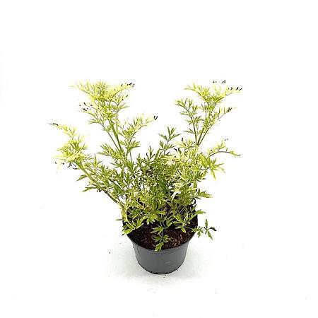 Sambucus nigra Golden Tower Pot 3 Liter 30 - 40 cm