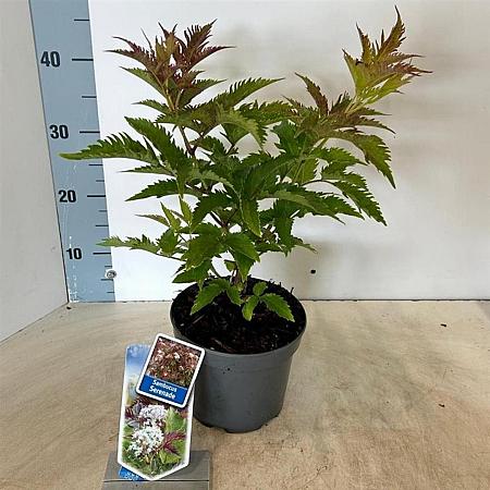 Sambucus nigra 'Serenade' Pot 2 Liter30 - 40 cm