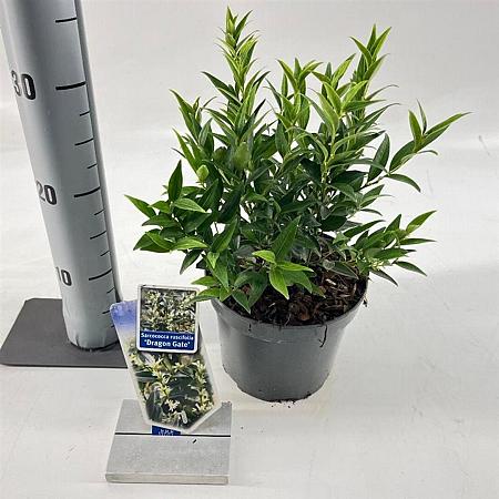 Sarcococca ruscifolia 'Dragon Gate' Pot 2 Liter 20 - 30 cm