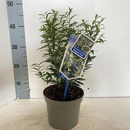 Sarcococca ruscifolia 'Dragon Gate' Pot 2 Liter 20 - 30 cm