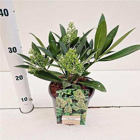 Skimmia confusa 'Kew Green' Pot 2 liter 25-30cm