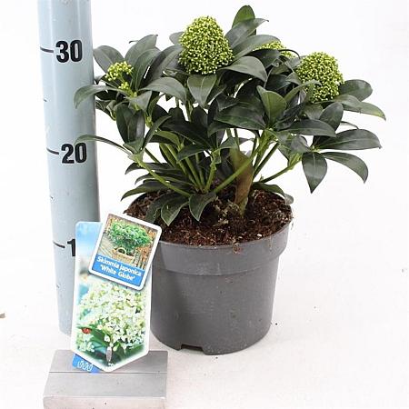 Skimmia j. White Globe Pot 2 Liter 20 - 30 cm