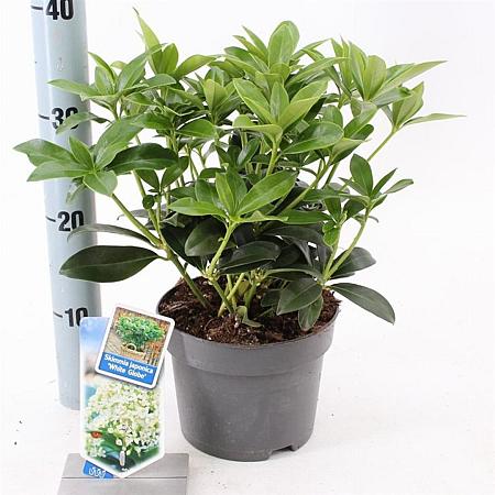 Skimmia j. White Globe Pot 2 Liter 20 - 30 cm