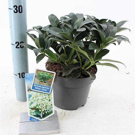 Skimmia j. White Globe Pot 2 Liter 20 - 30 cm