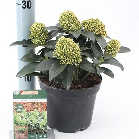 Skimmia j. White Globe Pot 2 Liter 20 - 30 cm
