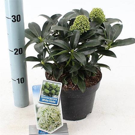 Skimmia j. White Globe Pot 2 Liter 20 - 30 cm