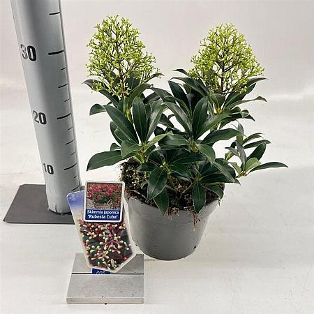 Skimmia j. Rubesta Cuba Pot 2 Liter 20 - 30 cm