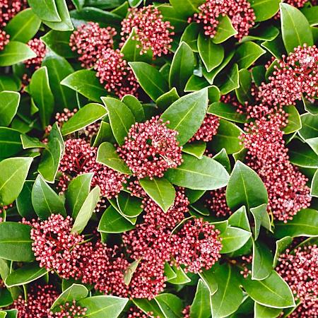 Skimmia j. Rubesta Cuba Pot 2 Liter 20 - 30 cm