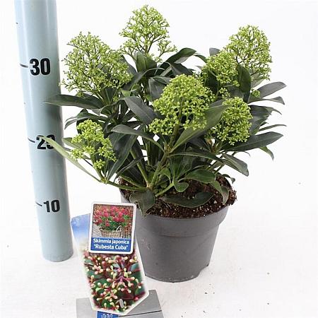 Skimmia j. Rubesta Cuba Pot 2 Liter 20 - 30 cm