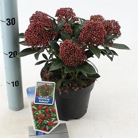 Skimmia j. Rubesta Pot 2 Liter 20 - 30 cm