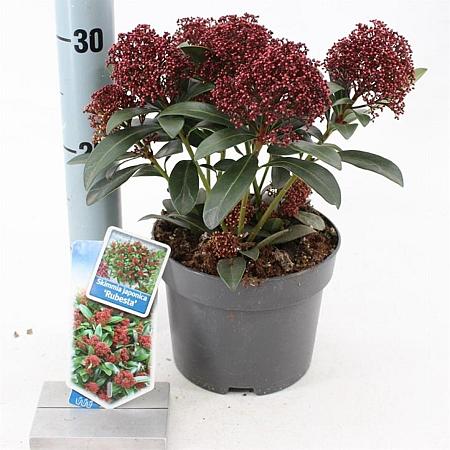 Skimmia j. Rubesta Pot 2 Liter 20 - 30 cm