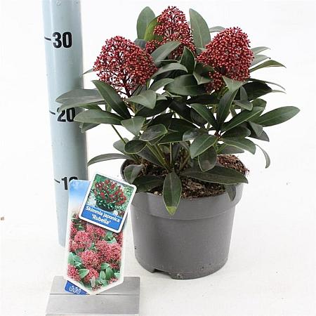 Skimmia j. Rubesta Pot 2 Liter 20 - 30 cm