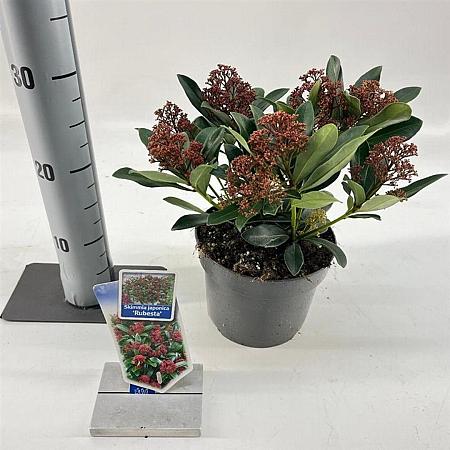 Skimmia j. Rubesta Pot 2 Liter 20 - 30 cm