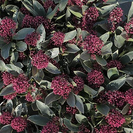 Skimmia j. 'Redruth' Pot 2 Liter 20 - 30 cm