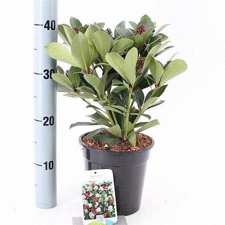 Skimmia j. 'Redruth' Pot 2 Liter 20 - 30 cm
