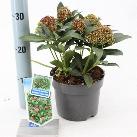 Skimmia j. Rubesta Giant Pink Pot 2 Liter 20 - 30 cm