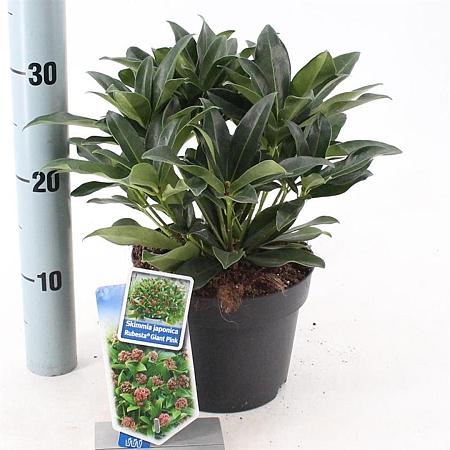 Skimmia j. Rubesta Giant Pink Pot 2 Liter 20 - 30 cm