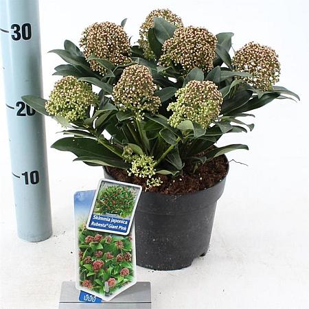 Skimmia j. Rubesta Giant Pink Pot 2 Liter 20 - 30 cm