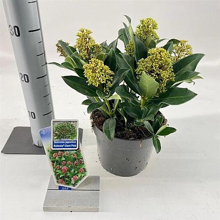 Skimmia j. Rubesta Giant Pink Pot 2 Liter 20 - 30 cm