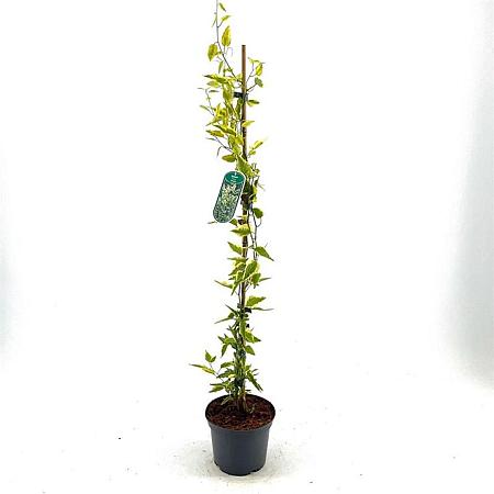 Solanum dulcamara 'Variegatum' Pot 2 Liter60 - 80 cm