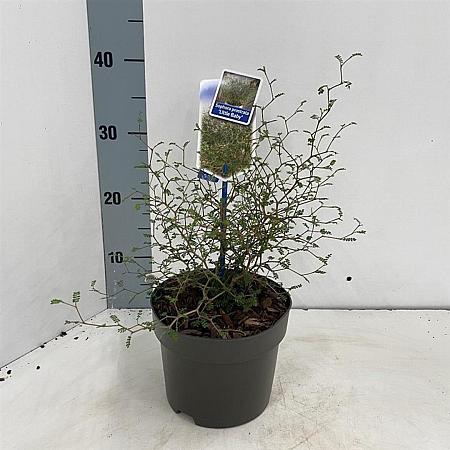Sophora 'Little Baby' Pot 2 liter 25-30cm
