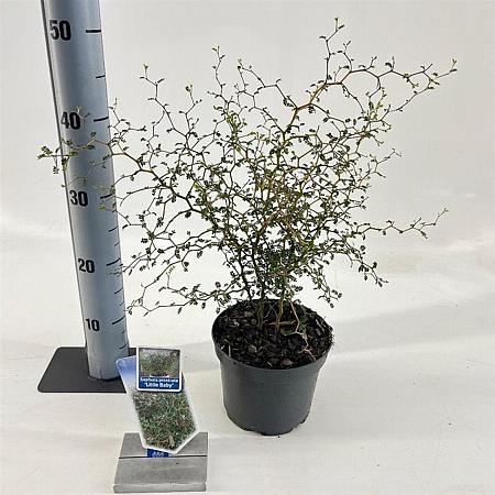 Sophora 'Little Baby' Pot 2 liter 25-30cm