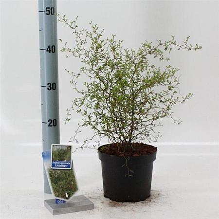 Sophora 'Little Baby' Pot 2 liter 25-30cm