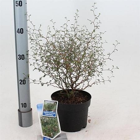 Sophora 'Little Baby' Pot 2 liter 25-30cm