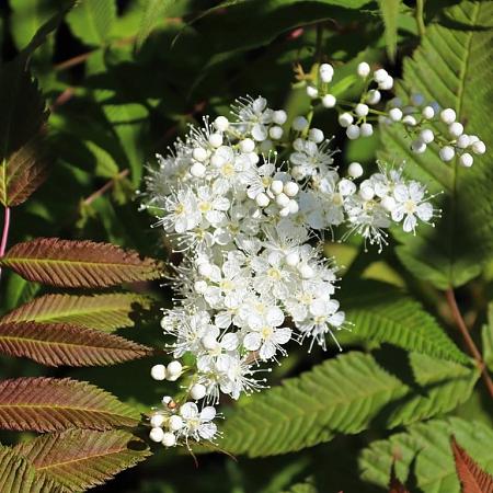 Sorbaria sorbif. 'Sem' Pot 12 liter 60 - 80 cm