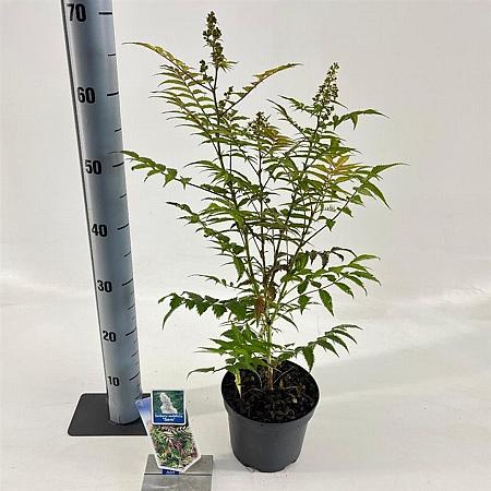 Sorbaria sorbif. 'Sem' Pot 2 liter 25-30cm